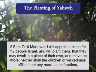 The Planting of Yahweh