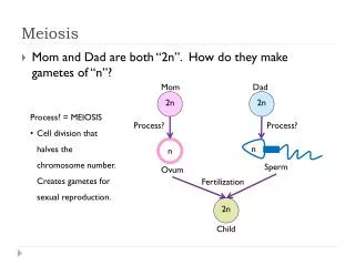 Meiosis