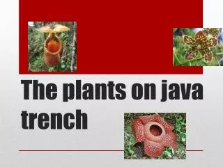 The plants on java trench