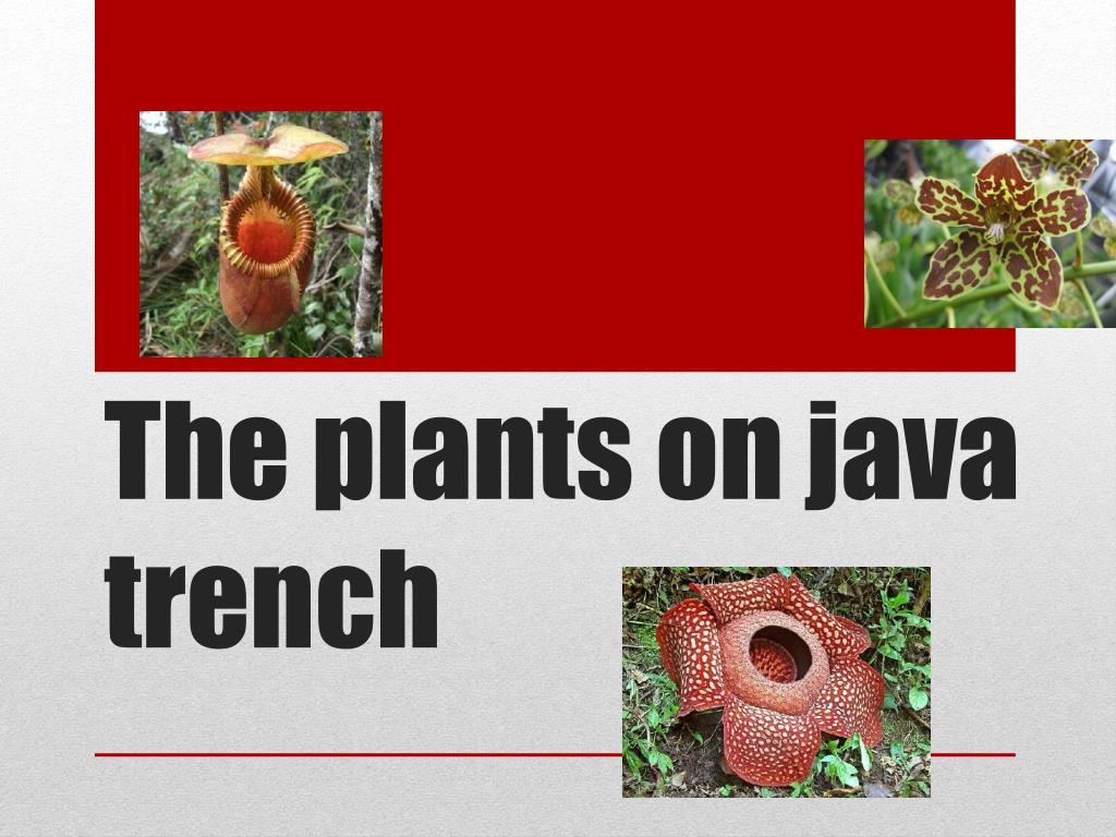 PPT - The plants on java trench PowerPoint Presentation, free download ...