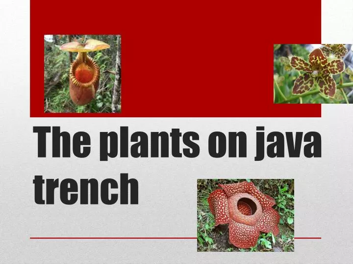 the plants on java trench