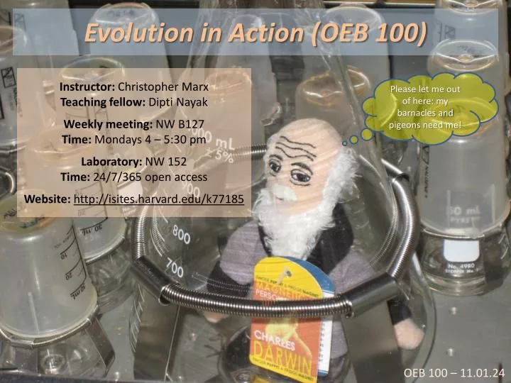 evolution in action oeb 100