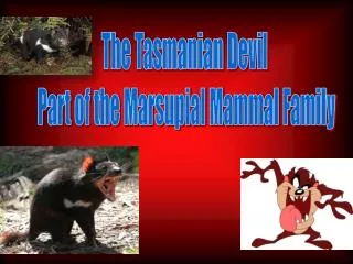 The Tasmanian Devil Part of the Marsupial Mammal Family
