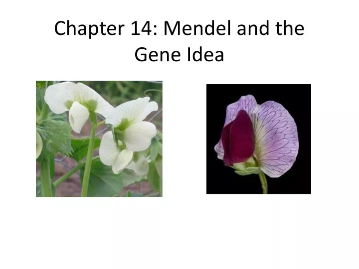 chapter 14 mendel and the gene idea