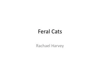 feral cats