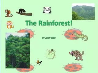 The Rainforest! BY ALLY B 8F