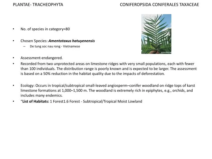 plantae tracheophyta coniferopsida coniferales taxaceae
