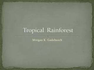 tropical rainforest