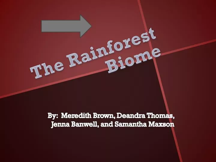 the rainforest biome