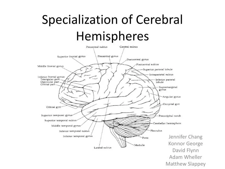 specialization of cerebral hemispheres