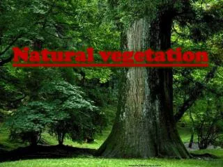 Natural vegetation