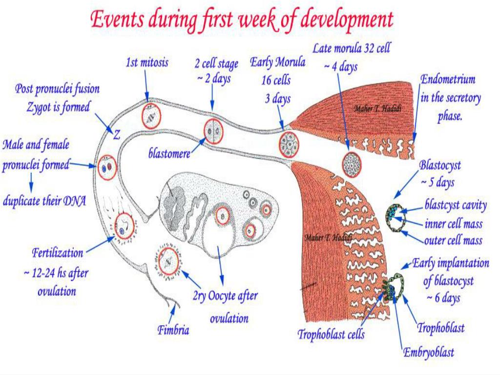 PPT - What is the final product of the first week of development ...