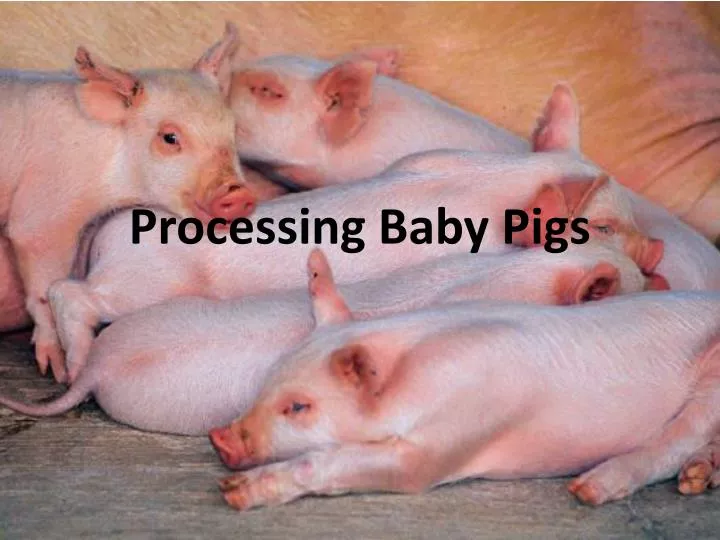 processing baby pigs