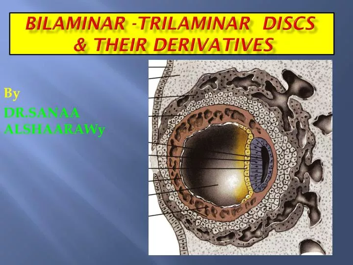 bilaminar trilaminar discs their derivatives