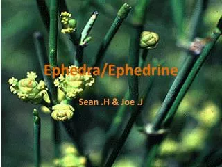 Ephedra /Ephedrine