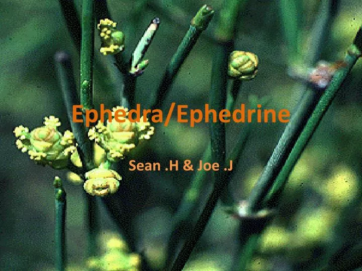 ephedra ephedrine