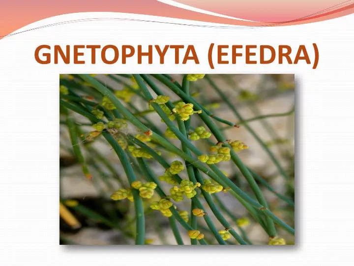 gnetophyta efedra