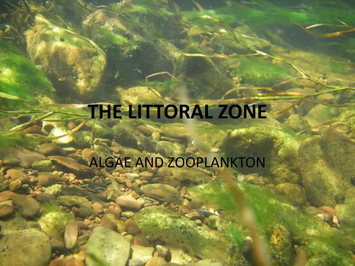 the littoral zone