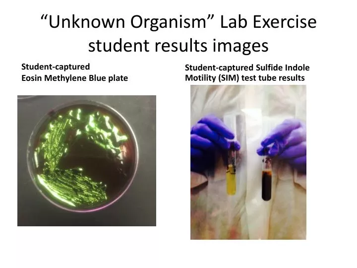 unknown organism lab exercise student results images