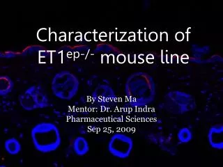 Characterization of ET1 ep-/- mouse line