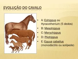 evolu o do cavalo