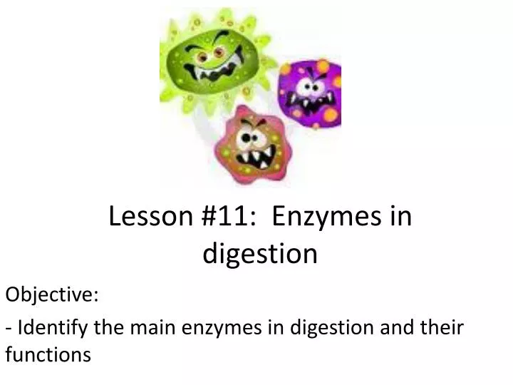 lesson 11 enzymes in digestion