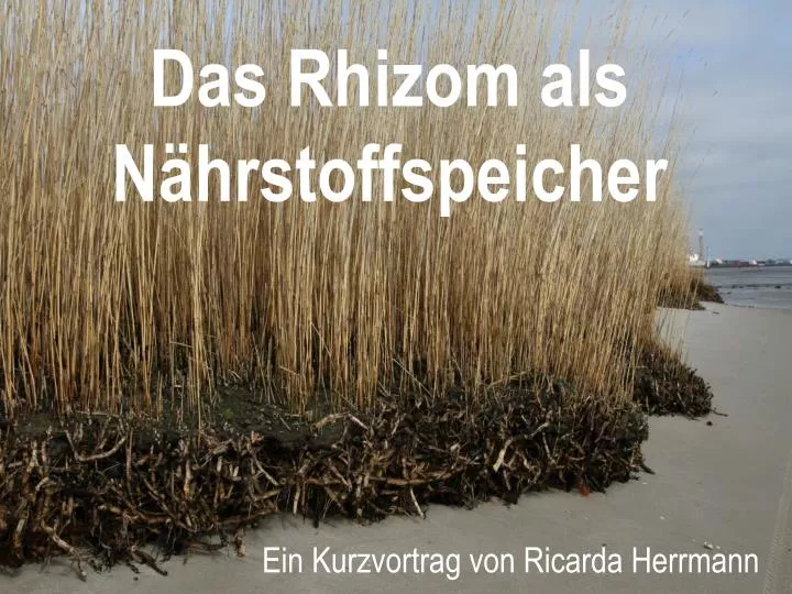 das rhizom als n hrstoffspeicher