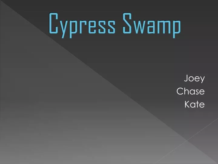 cypress swamp