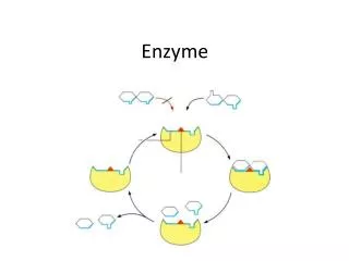enzyme