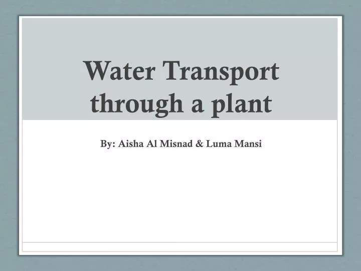 water transport through a plant