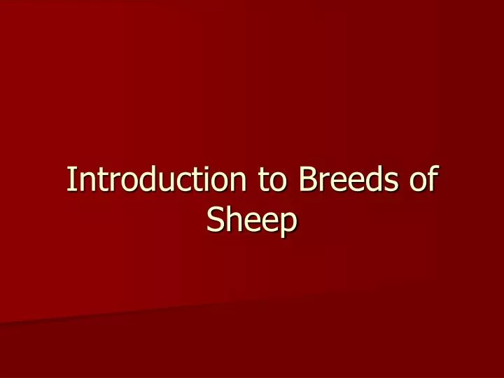 introduction to breeds of sheep