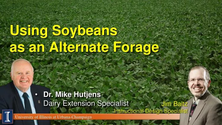 using soybeans as an alternate forage