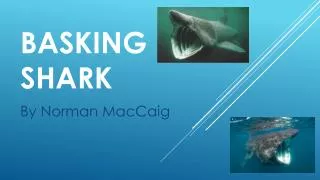 Basking shark