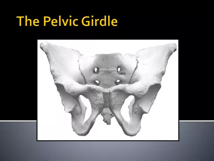 the pelvic girdle