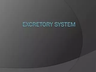 Excretory System