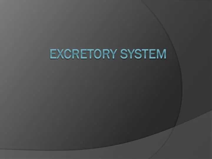 excretory system