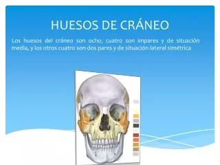 huesos de cr neo