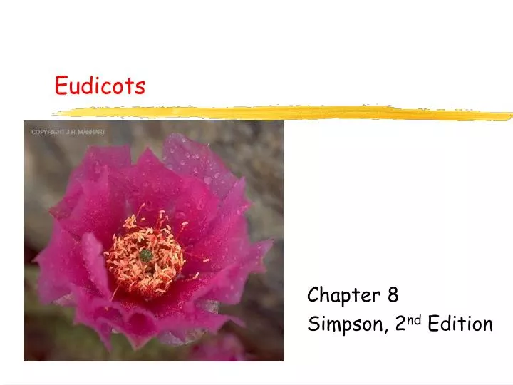 eudicots