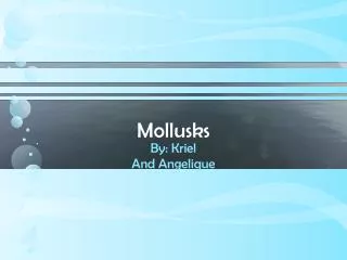 Mollusks