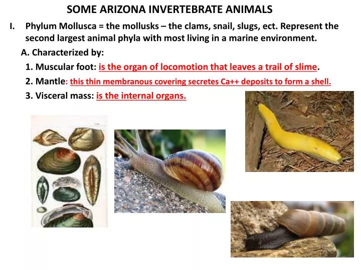 some arizona invertebrate animals