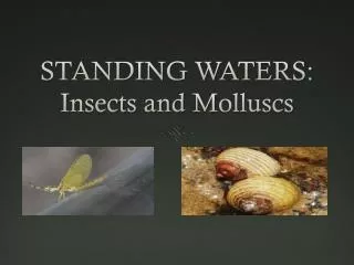 STANDING WATERS: Insects and M olluscs