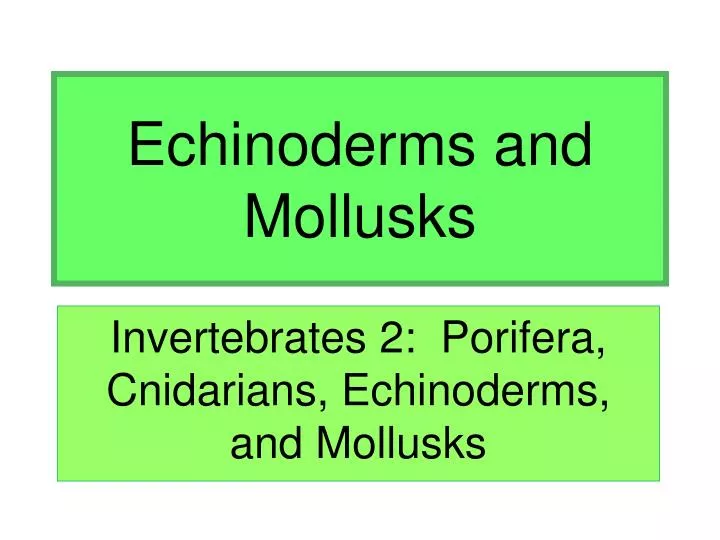 echinoderms and mollusks