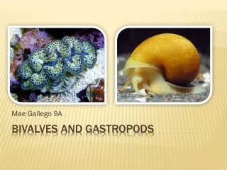 Bivalves and Gastropods
