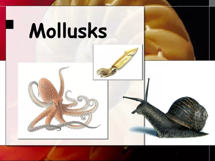 mollusks