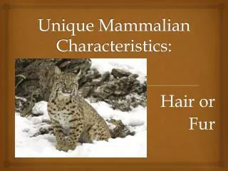 Unique Mammalian Characteristics: