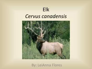 Elk Cervus canadensis
