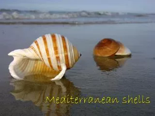 Mediterranean shells