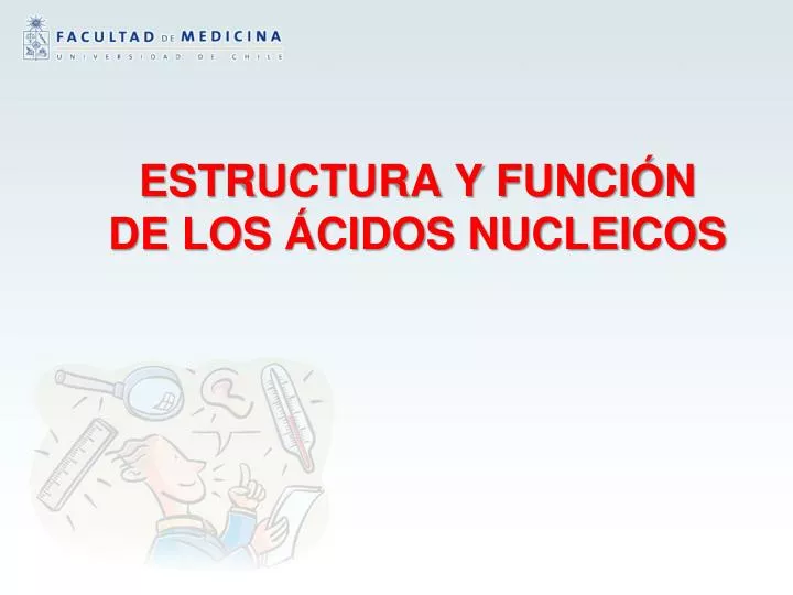 estructura y funci n de los cidos nucleicos