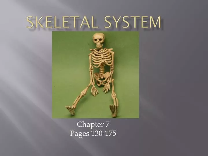 skeletal system