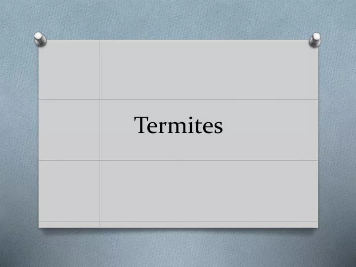 termites